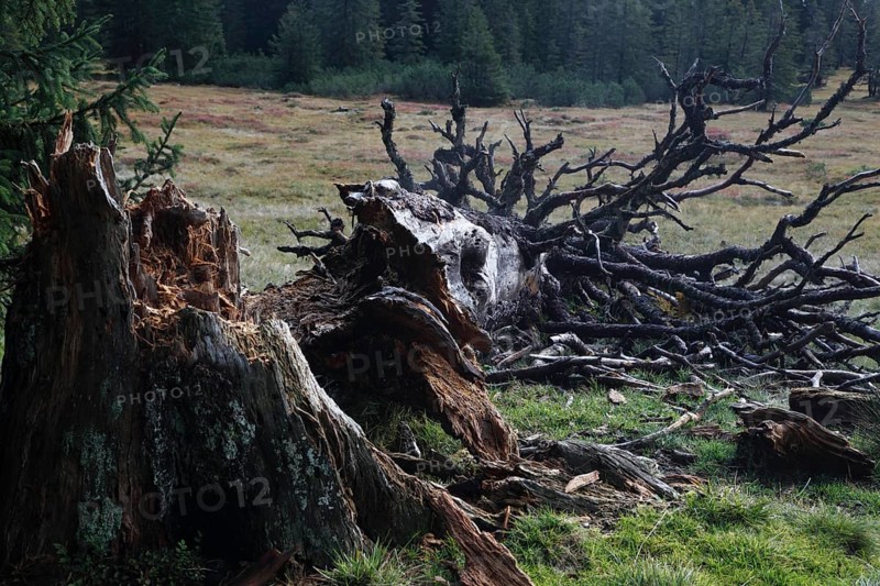 Fallen old tree on the Hornergruppe
