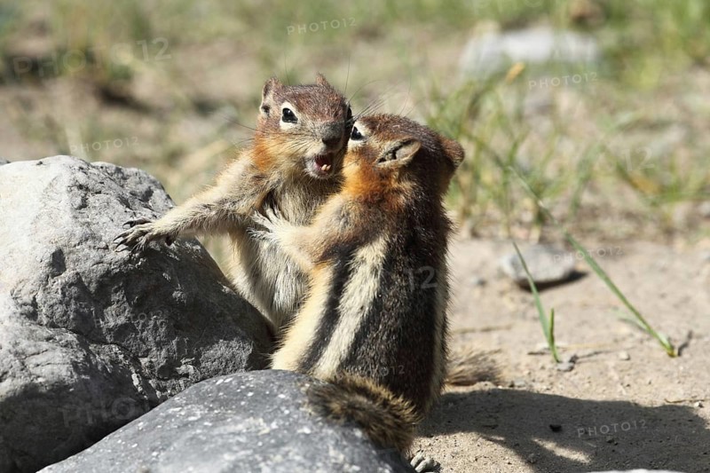 Golden gopher playing with each other