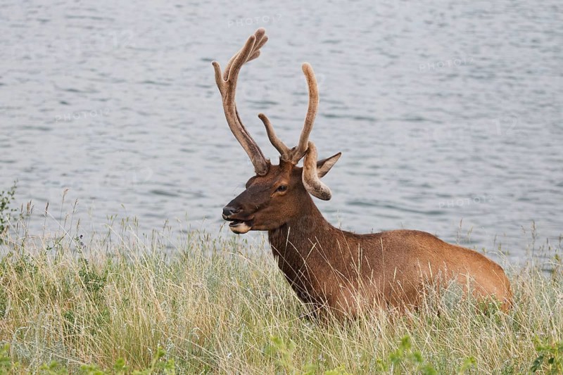 Wapiti deer in velvet with bent antlers