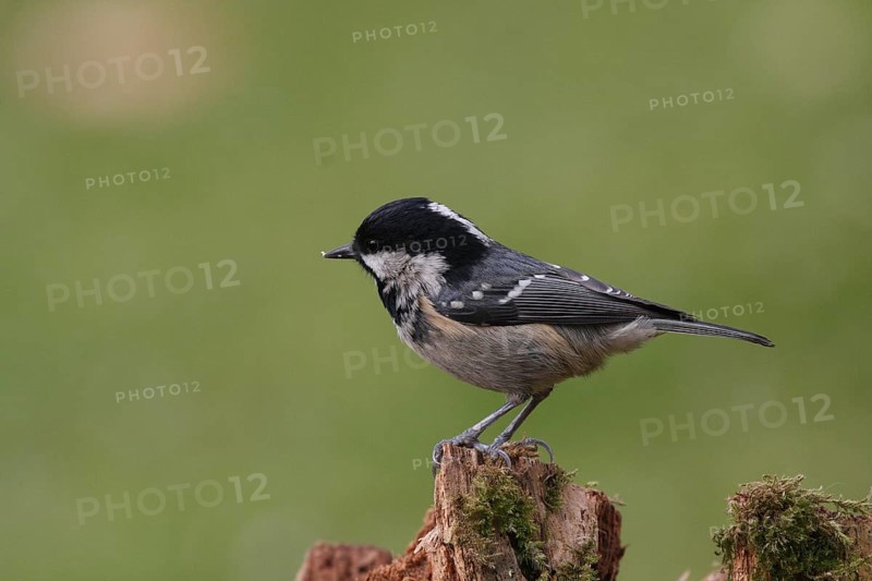 Fir tit