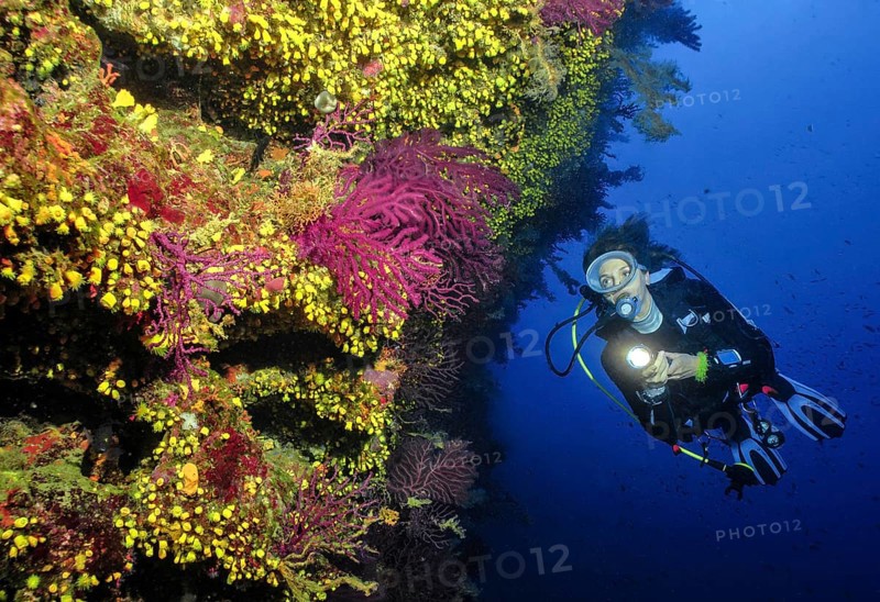 Scuba diver female diver swimming dives on rocky reef reef wall with overhang illuminated with underwater lamp looking at small Red Fan Coral (Paramuricea clavata) Yellow gorgonian next to colony of Yellow cluster anemones (Parazoanthus axinellae), Mediterranean Sea, Sardinia, Italy, Europe