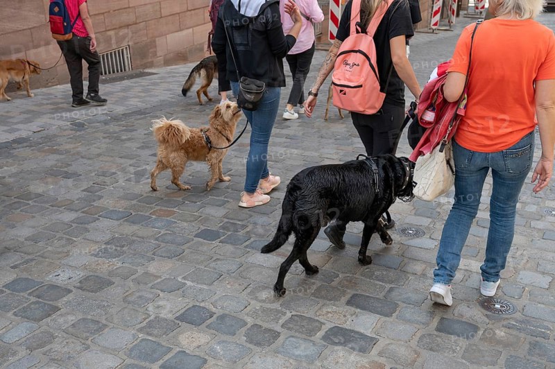 Dog school participants walking their dogs in the city, Nuremberg, Middle Franconia, Bavaria, Germany, Europe