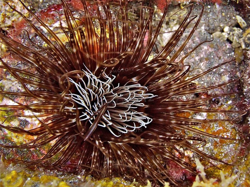 Colourful cylinder rose (Cerianthus membranaceus) with long tentacles on a reef. Dive site Malpique, La Palma, Canary Islands, Spain, Atlantic Ocean, Europe