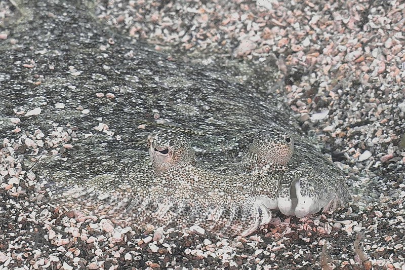 Portrait of camouflaged flatfish, wide-eyed turbot (Bothus podas maderensis), flounder that adapts to sandy seabeds. Dive site El Cabron Marine Reserve, Arinaga, Gran Canaria, Spain, Atlantic Ocean, Europe