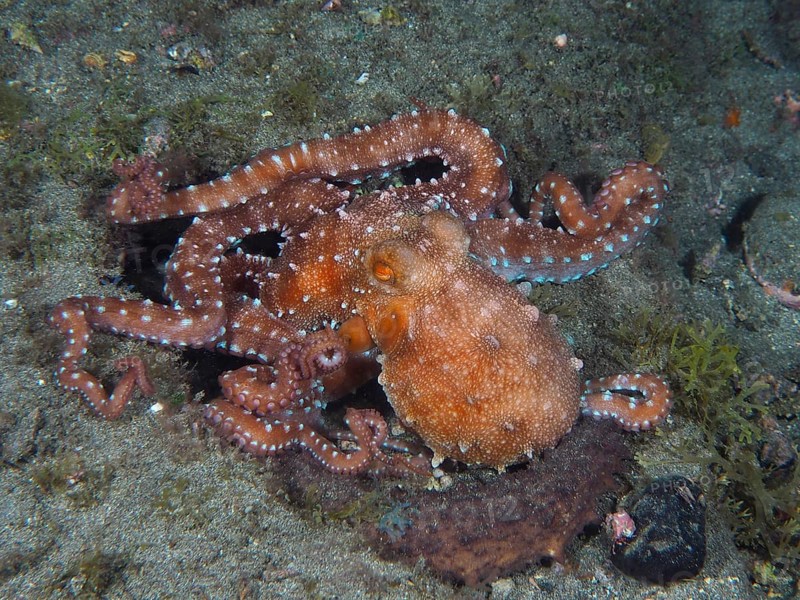 Callistoctopus macropus (Callistoctopus octopus macropus) at night on the seabed. Dive site El Cabron Marine Reserve, Arinaga, Gran Canaria, Spain, Atlantic Ocean, Europe