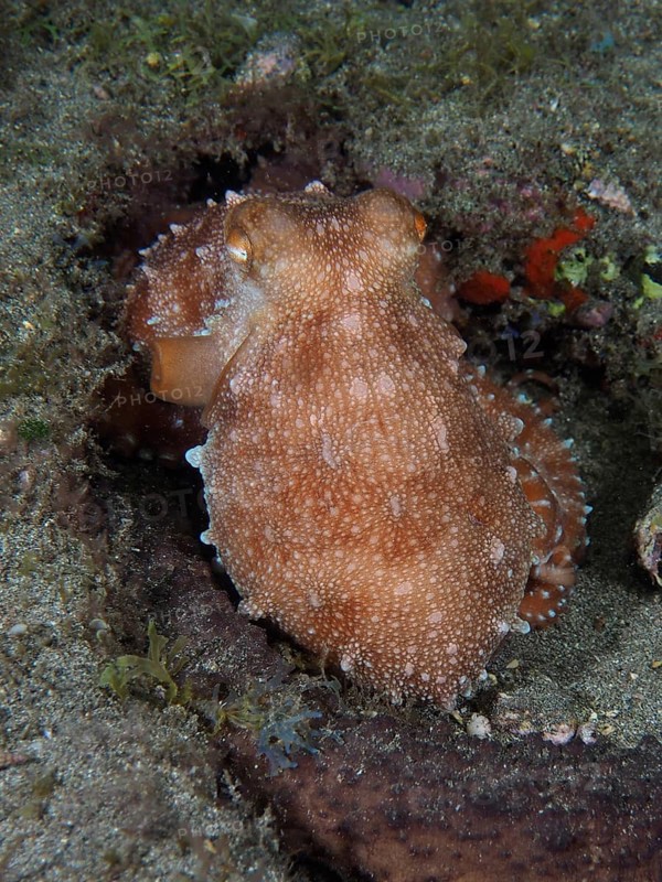 Portrait of Callistoctopus macropus (Callistoctopus octopus macropus) . Dive site El Cabron Marine Reserve, Arinaga, Gran Canaria, Spain, Atlantic Ocean, Europe