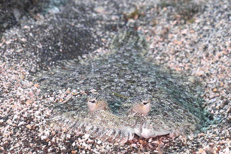 Flatfish with clearly visible eyes, wide-eyed turbot (Bothus podas maderensis), flounder, well camouflaged on the sand. Dive site El Cabron marine reserve, Arinaga, Gran Canaria, Spain, Atlantic Ocean, Europe