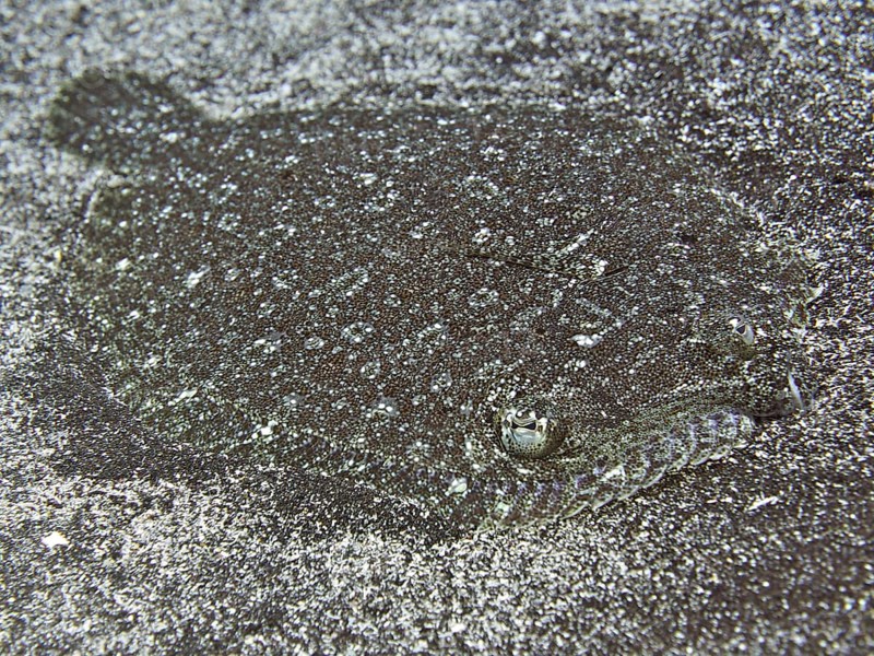 Camouflaged flatfish, wide-eyed turbot (Bothus podas maderensis), flounder, lying on the sandy seabed. Dive site Salemera, La Palma, Canary Islands, Spain, Atlantic Ocean, Europe