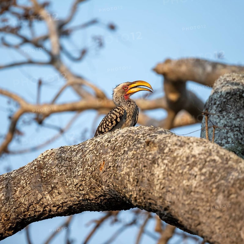 Red-ringed Hornbill (Tockus leucomelas) sitting on a tree trunk against a blue sky, Kruger National Park, South Africa, Africa