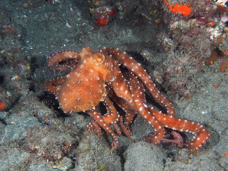 Callistoctopus macropus (Callistoctopus octopus macropus) moving across the seabed. Dive site El Cabron Marine Reserve, Arinaga, Gran Canaria, Spain, Atlantic Ocean, Europe