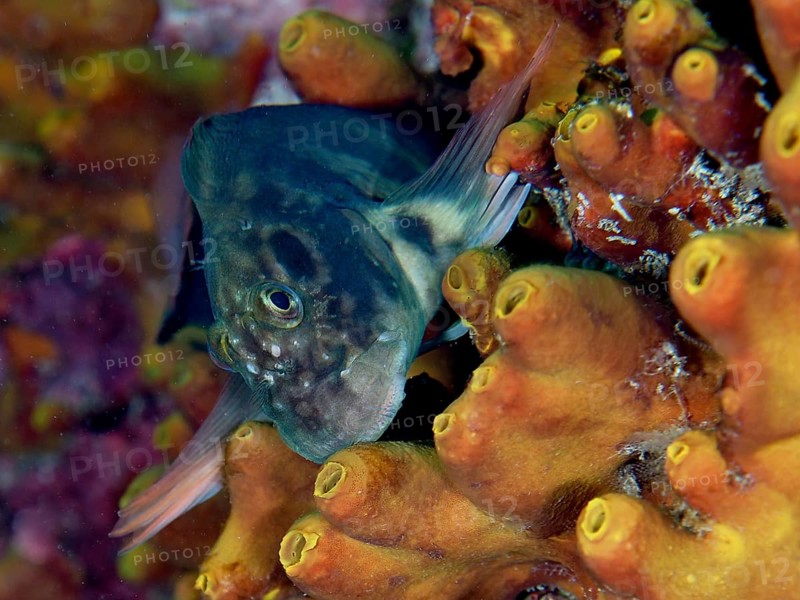 Red-lipped blenny (Ophioblennius atlanticus atlanticus) on golden sponge (Aplysina aerophoba) . Dive site Los Cancajos, La Palma, Canary Islands, Spain, Atlantic Ocean, Europe
