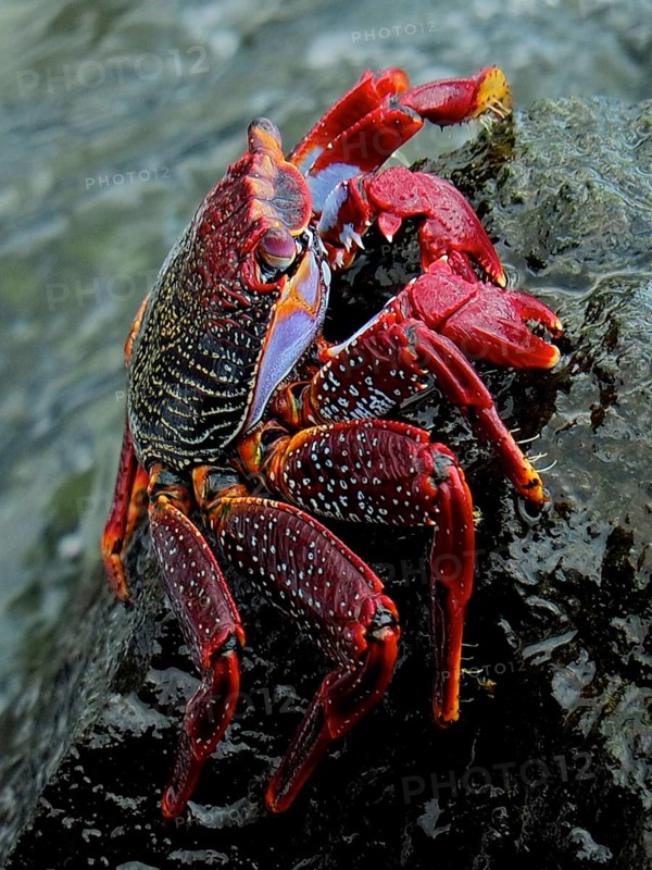 Red rock crab (Grapsus adscensionis) sitting on a rock by the sea. Puerto de Mogan, Gran Canaria, Spain, Atlantic Ocean, Europe