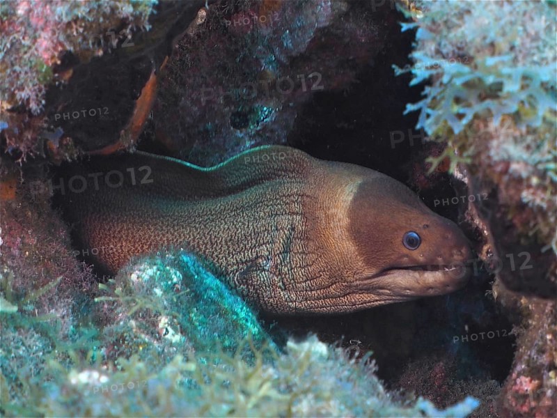 A masked moray eel (Gymnothorax unicolor), moray eel, hiding between greenish stones in the ocean. Dive site Puerto Naos, La Palma, Canary Islands, Spain, Atlantic Ocean, Europe