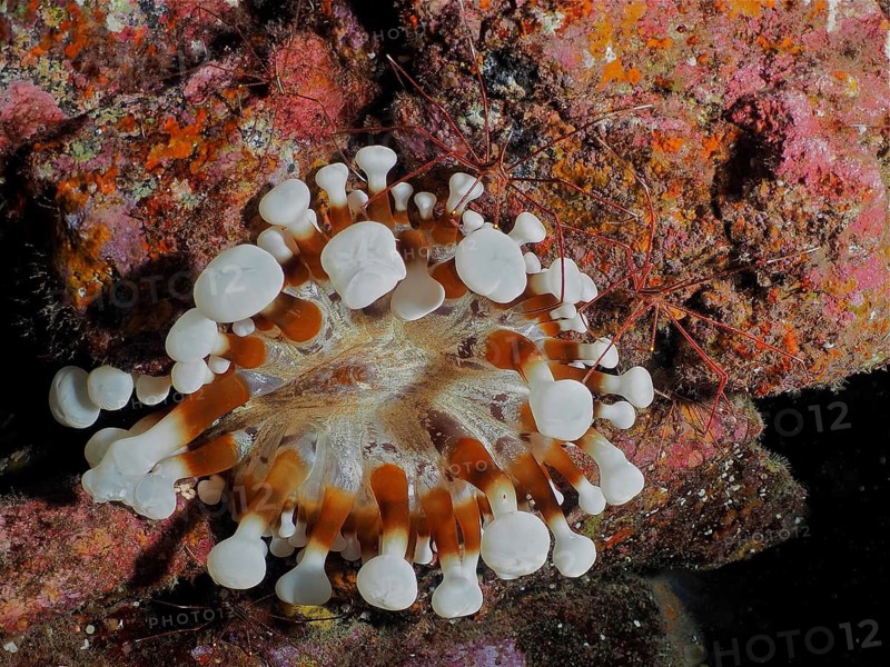 Brown club-tipped anemone (Telmatactis cricoides) and two specimens of arrow crab (Stenorhynchus lanceolatus) on the seabed. Dive site El Cabron Marine Reserve, Arinaga, Gran Canaria, Spain, Atlantic Ocean, Europe