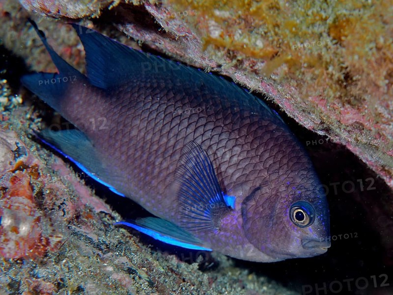 A neon reef perch (Abudefduf luridus) hides between reef structures in the sea. Dive site Los Cancajos, La Palma, Canary Islands, Spain, Atlantic Ocean, Europe