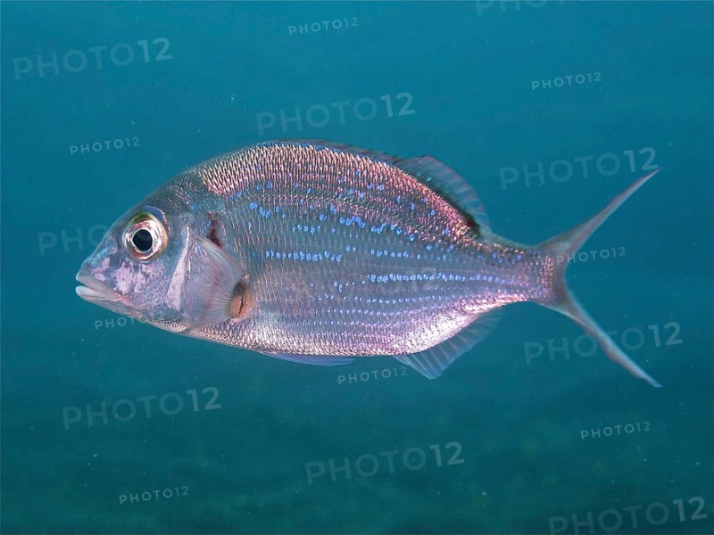 A silvery-blue fish, Canary bream (Dentex canariensis), swims in the blue waters of the ocean. Dive site Malpique, La Palma, Canary Islands, Spain, Atlantic Ocean, Europe
