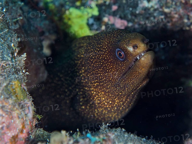 Golden-tailed moray eel (Gymnothorax miliaris) hiding between rocks in the underwater area. Dive site Malpique, La Palma, Canary Islands, Spain, Atlantic Ocean, Europe