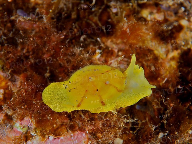 A golden sponge snail (Tylodina perversa), sea snail, on an algae bed in the sea. Dive site Malpique, La Palma, Canary Islands, Spain, Atlantic Ocean, Europe