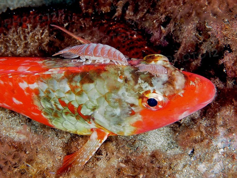 2 specimens of fish isopod (Anilocra), parasite, on Mediterranean parrotfish (Sparisoma cretense) . Dive site El Cabron marine reserve, Arinaga, Gran Canaria, Spain, Atlantic Ocean, Europe