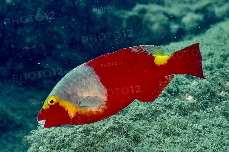 A red Mediterranean parrotfish (Sparisoma cretense) swims alone in the sea. Dive site El Cabron marine reserve, Arinaga, Gran Canaria, Spain, Atlantic Ocean, Europe