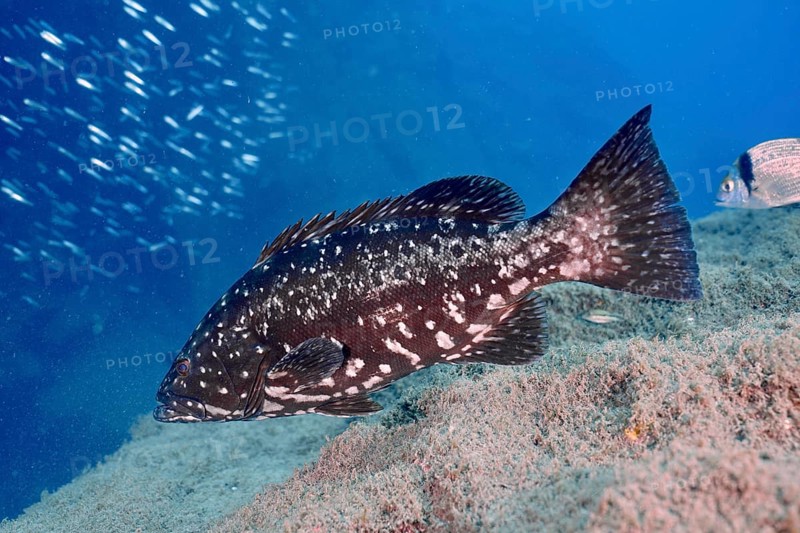 A dusky grouper (Epinephelus marginatus) swims in the sea. Dive site El Cabron Marine Reserve, Arinaga, Gran Canaria, Spain, Atlantic Ocean, Europe