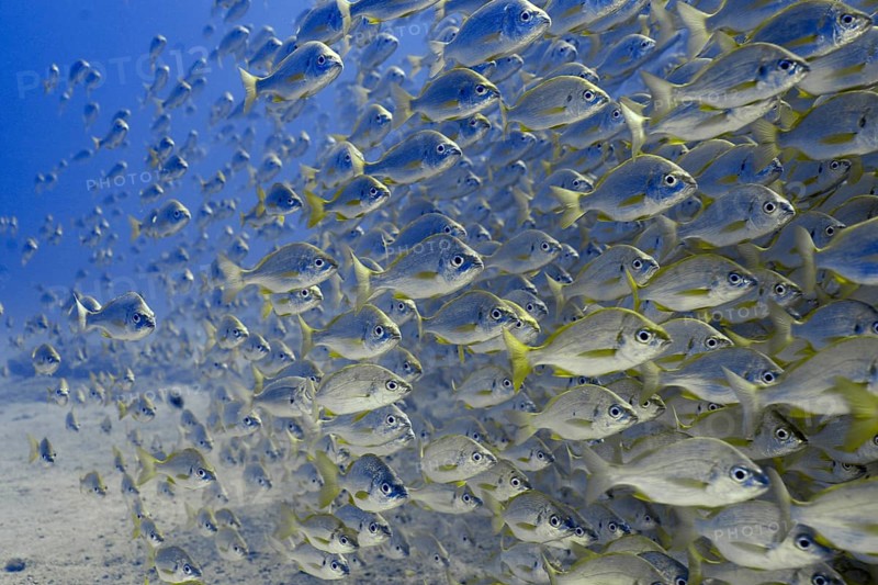 Large shoal of bastard grunt (Pomadasys incisus) swimming underwater in the blue sea. Dive site Pasito Blanco Reef, Arguineguin, Gran Canaria, Spain, Atlantic Ocean, Europe