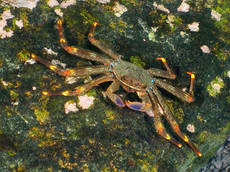 An nimble spray crab (Percnon gibbesi) with orange-coloured legs on a rock covered with algae. Dive site Pasito Blanco Reef, Arguineguin, Gran Canaria, Spain, Atlantic Ocean, Europe