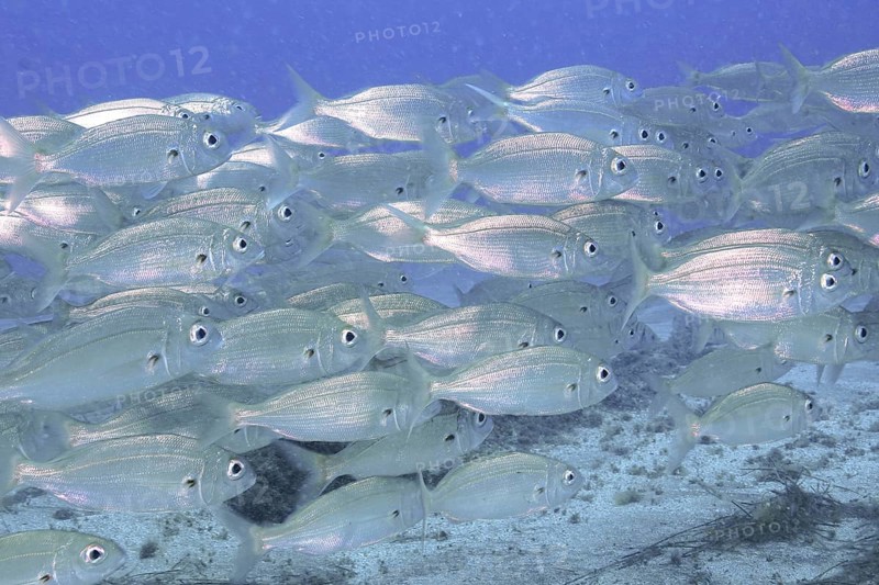 A shoal of shiny fish, armpit bream (Pagellus acarne), swims in the blue sea water. Dive site El Cabron marine reserve, Arinaga, Gran Canaria, Spain, Atlantic Ocean, Europe