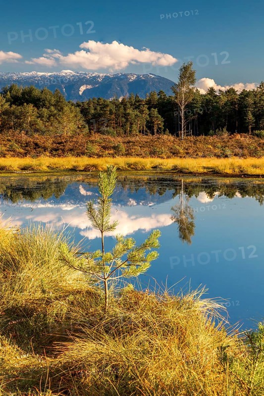 Schonramer Filz, a raised bog near Traunstein, Bavaria in the evening light