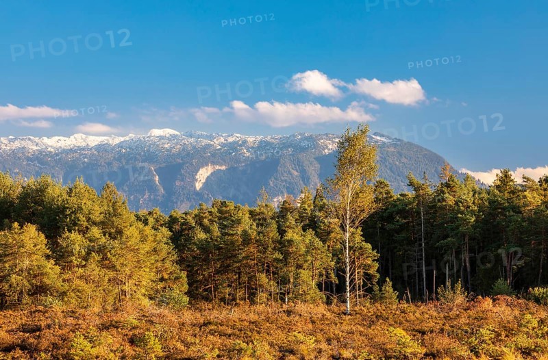 Schonramer Filz, a raised bog near Traunstein, Bavaria in the evening light