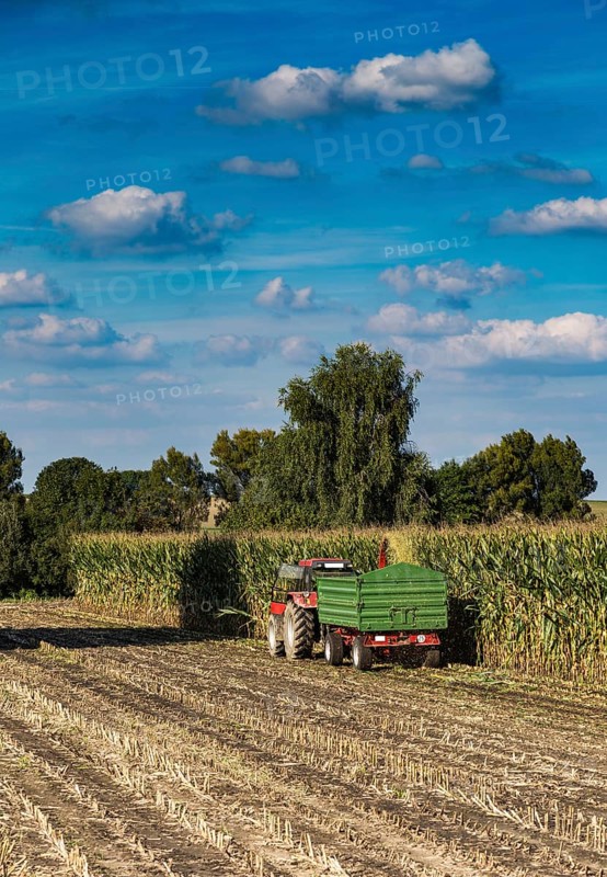 Maize harvest