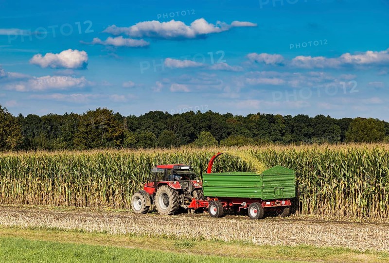 Maize harvest