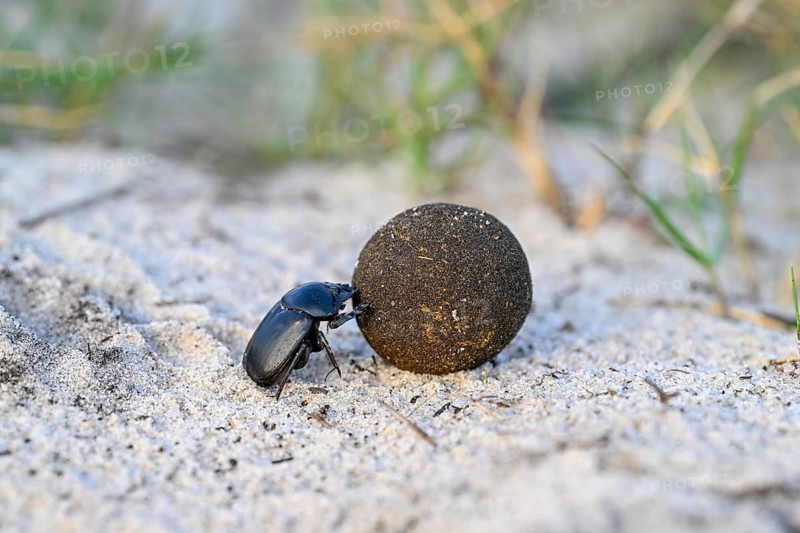 Dung beetle (Catharsius gorilla) rolling a dung ball, Loango National Park, Parc National de Loango, Ogooué-Maritime Province, Gabon, Africa