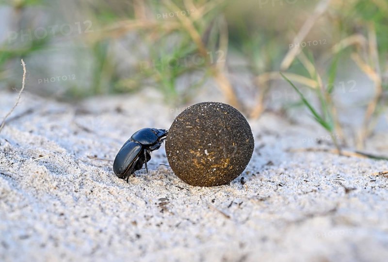 Dung beetle (Catharsius gorilla) rolling a dung ball, Loango National Park, Parc National de Loango, Ogooué-Maritime Province, Gabon, Africa