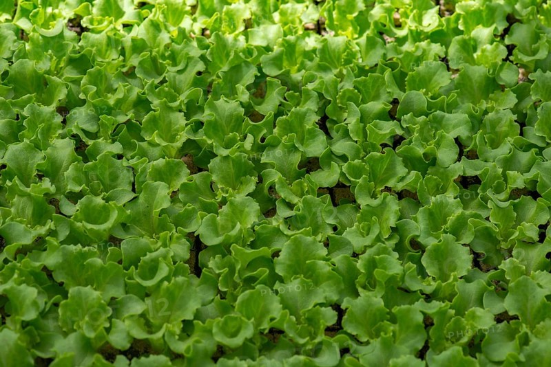 Batavia lettuce (Lactuca sativa var. longifolia), Bavaria, Germany, Europe