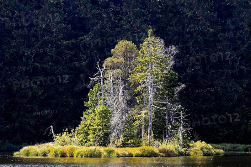 Group of trees on an island in the lake