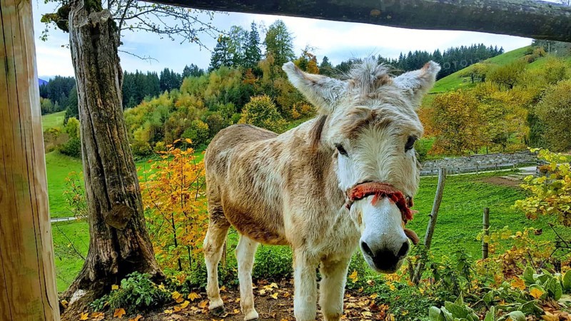 Donkey with a trusting look