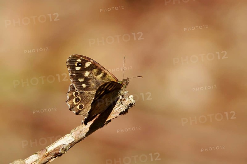 Speckled wood (Pararge aegeria), June, Saxony, Germany, Europe