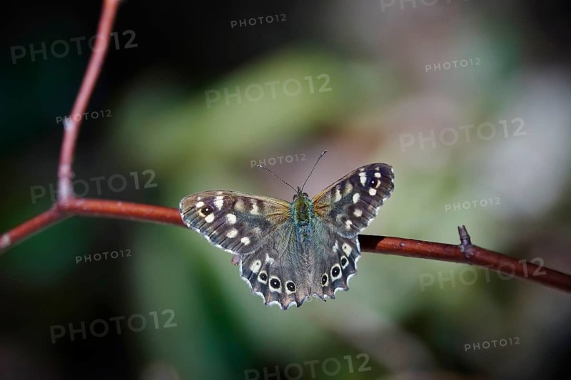 Speckled wood (Pararge aegeria), June, Saxony, Germany, Europe