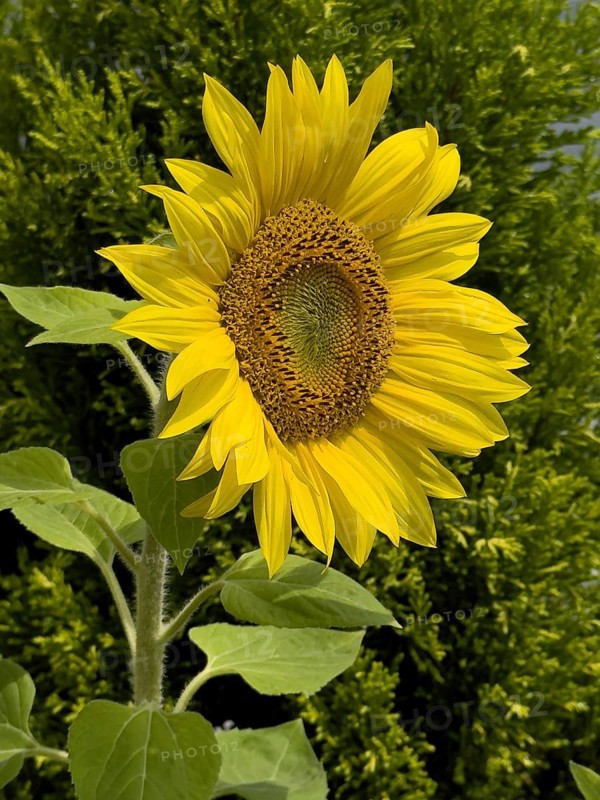 Common sunflower (Helianthus annuus) bears has opened flower forms grow fresh sunflower seeds, Germany, Europe
