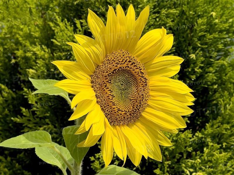 Common sunflower (Helianthus annuus) bears has opened flower with yellow petals forms fresh sunflower seeds grow, Germany, Europe