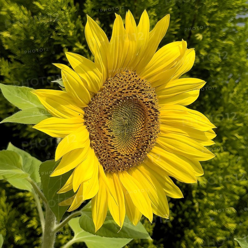 Common sunflower (Helianthus annuus) bears has opened flower with yellow petals forms fresh sunflower seeds grow, Germany, Europe