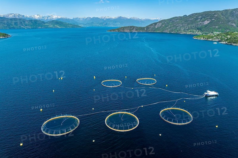 Floating cages of a salmon farm, Hardangerfjord near Jondal, aerial view, Hardanger, Norway, Europe