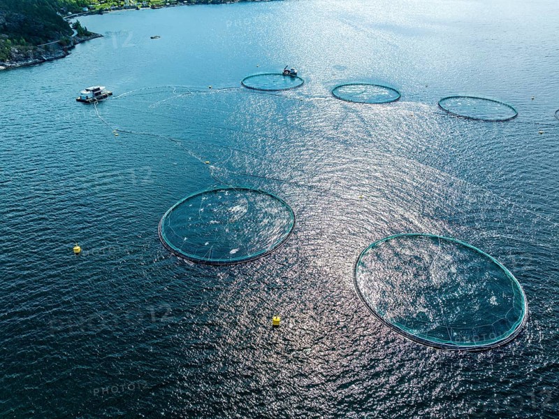 Floating cages of a salmon farm, Hardangerfjord near Jondal, aerial view, Hardanger, Norway, Europe