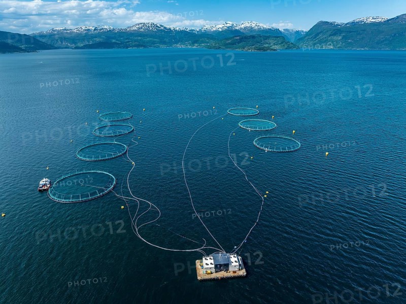 Floating cages of a salmon farm, Hardangerfjord near Jondal, aerial view, Hardanger, Norway, Europe