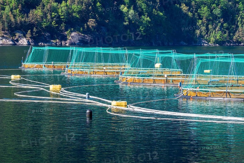 Floating cages of a salmon farm, Hardangerfjord near Bondhus, Hardanger, Norway, Europe