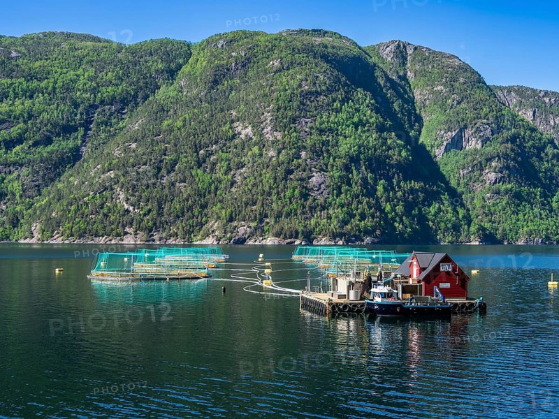 Floating cages of a salmon farm, Hardangerfjord near Bondhus, Hardanger, Norway, Europe