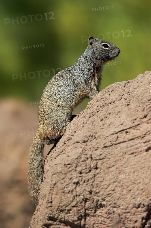 Rock gopher, (Otospermophilus variegatus), adult, on rocks, vigilant, Sonoran Desert, Arizona, North America, USA, North America