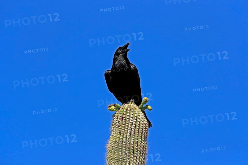 Chihuahuan raven (Corvus cryptoleucus), adult, calling, on saguaro cactus, Sonoran Desert, Arizona, North America, USA, North America