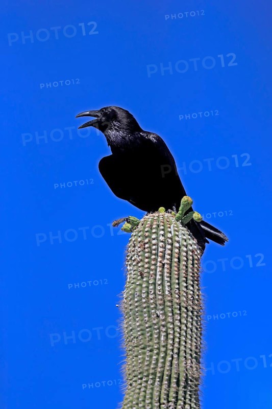 Chihuahuan raven (Corvus cryptoleucus), adult, calling, on saguaro cactus, Sonoran Desert, Arizona, North America, USA, North America